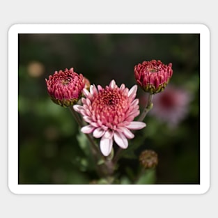 Crysanthemum Sticker